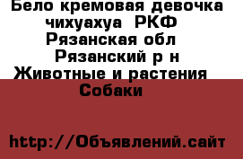 Бело–кремовая девочка чихуахуа, РКФ - Рязанская обл., Рязанский р-н Животные и растения » Собаки   